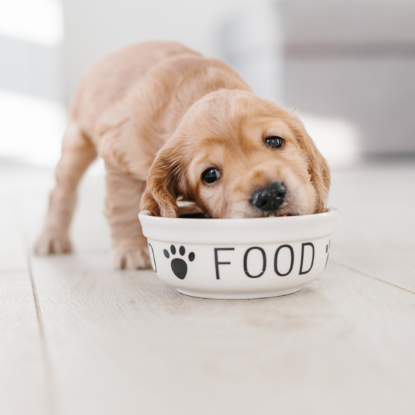 Puppy Diet Chart 3
