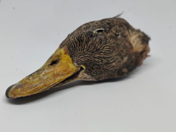 Duck Head scaled