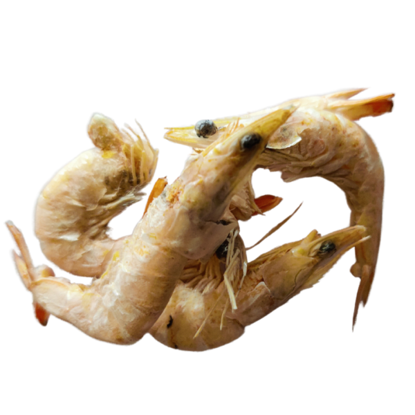 Shrimp Website Picutres 1