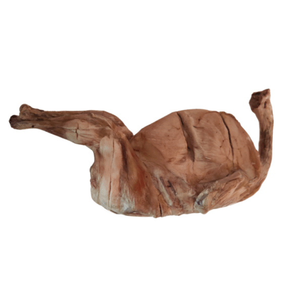 Quail - Image 3