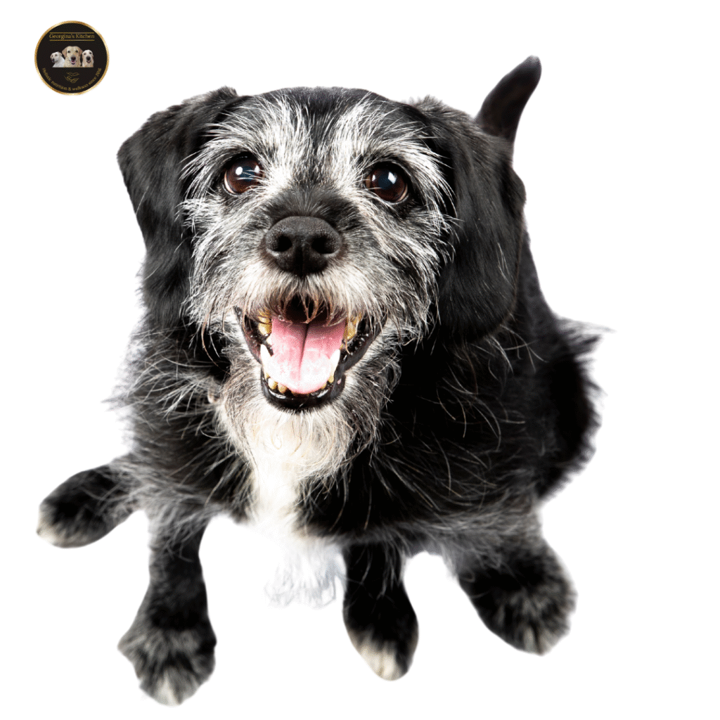 Chews For Seniors & Super Seniors