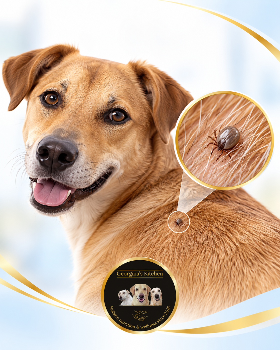 Tick And Flea Prevention