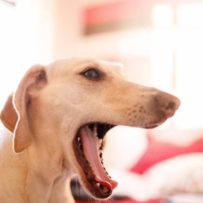 Cooling Fresh Breath Treats