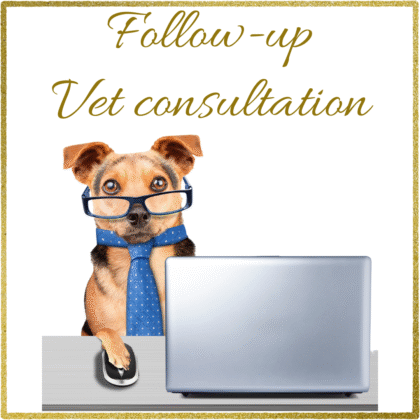 Follow-Up Email Service For Vet Consultation