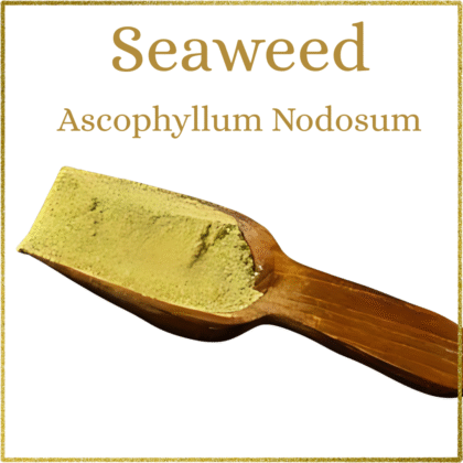 Seaweed - Ascophyllum Nodosum