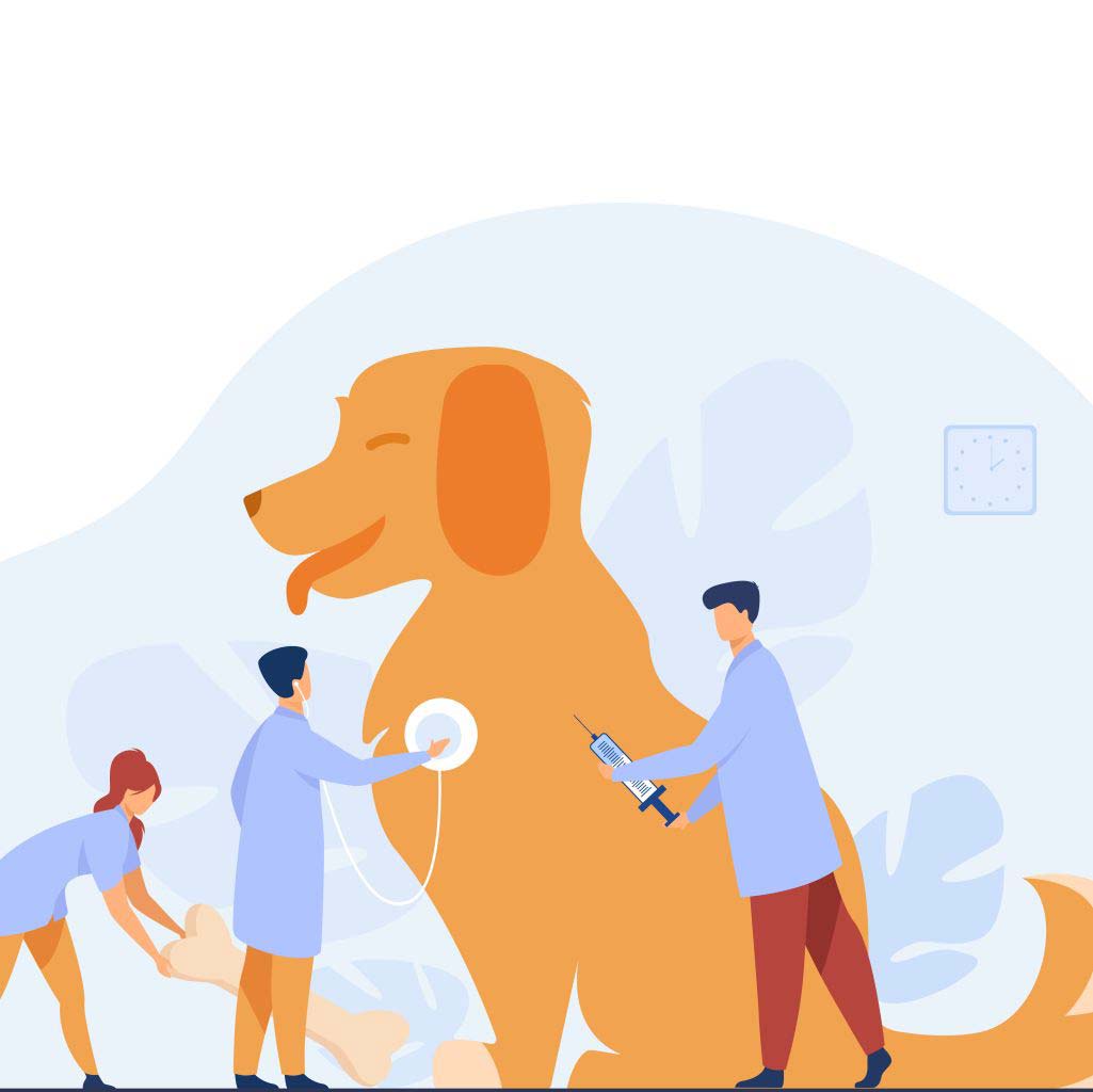 Dog Gut Health: Why It’s the Secret to a Happier, Healthier Pet