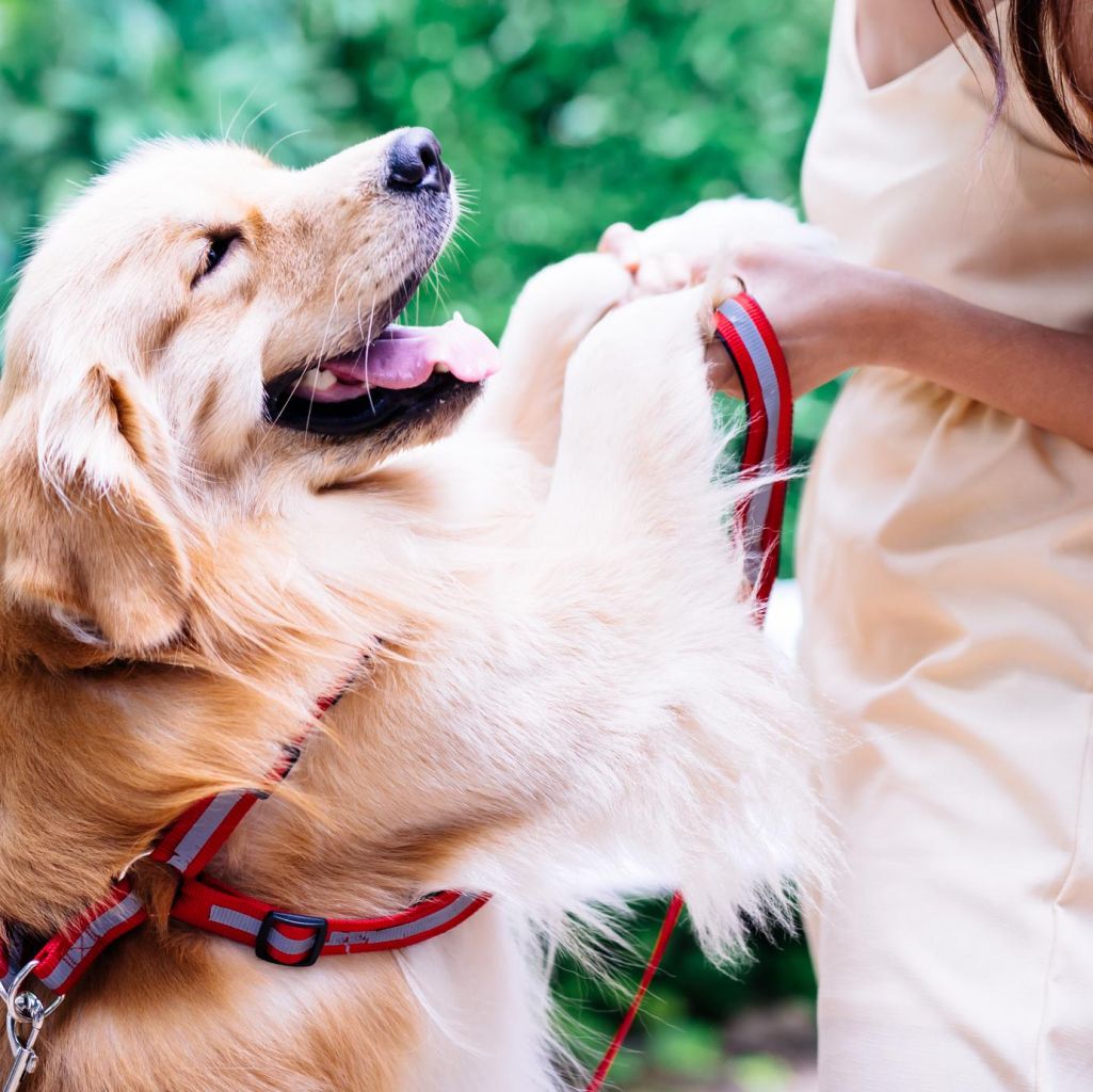 Gut Microbiome Testing for Dogs: The Secret to Better Digestion and Immunity