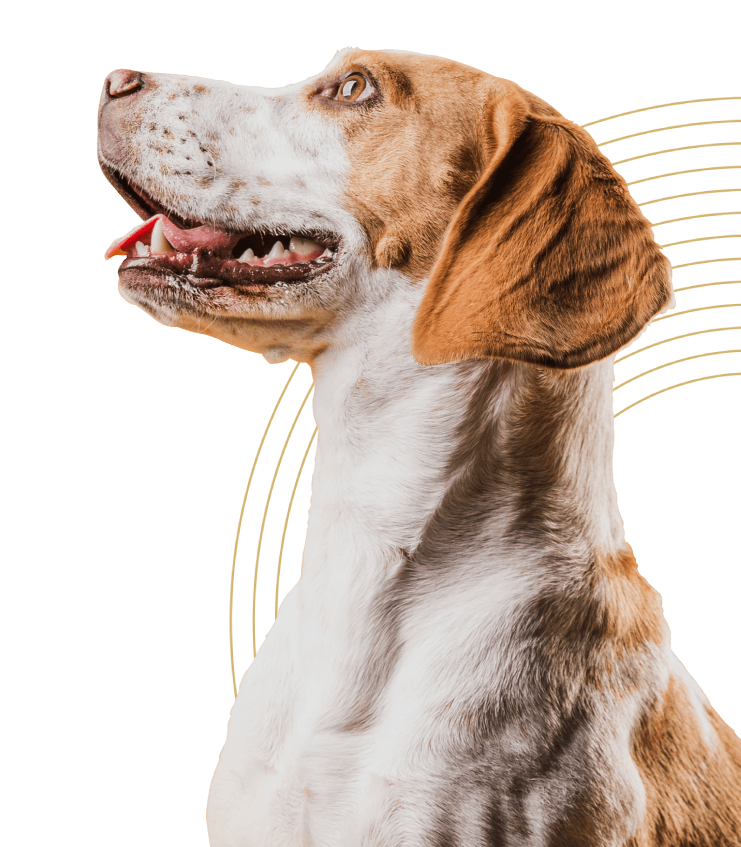 Dog banner image