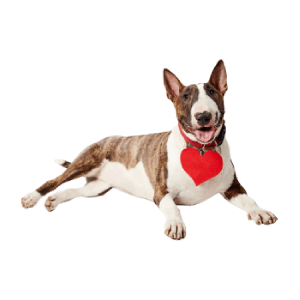 Best visible results with daily use