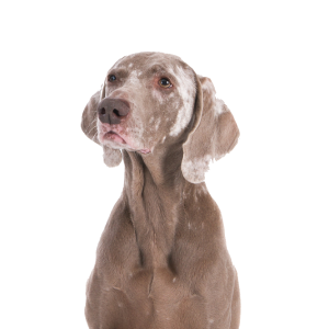 Helps manage itching, sneezing, and skin irritation