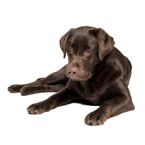 Supports dogs with diarrhea, bloating, stomach discomfort, and sensitive digestion