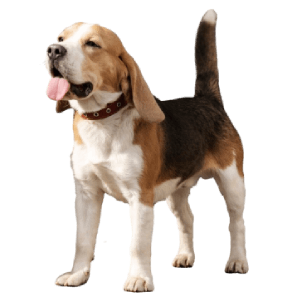 Freeze-drying helps retain natural enzymes, vitamins, and minerals