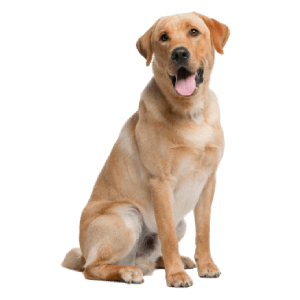 Keeps dogs engaged, mentally stimulated, and helps prevent destructive chewing habits