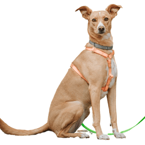 No grains, gluten, preservatives, fillers, or synthetic nutrients