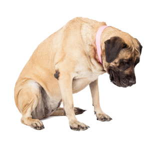 Supports chronic pain and recovery