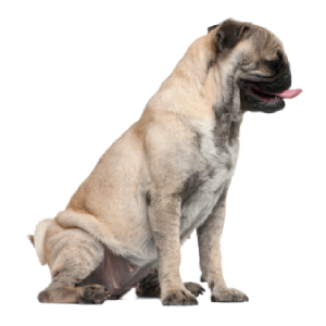 Support aging dogs with better digestion, energy, and comfort