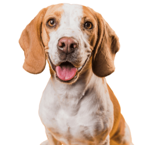 Supports liver health, detoxification, and metabolic balance