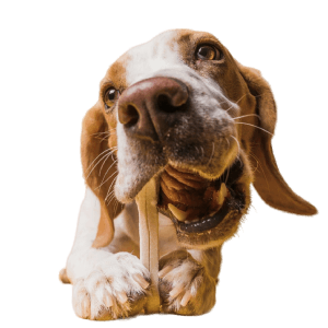 Helps dogs with digestion, gut motility, and nutrient uptake