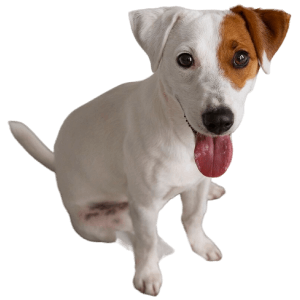 high angle cute dog making mess with tissues dog