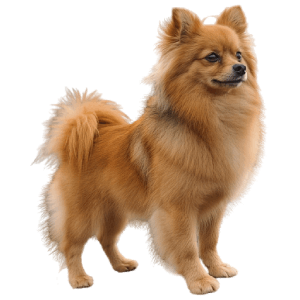 Helps dogs with digestion, gut motility, and nutrient uptake