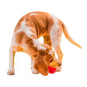 Keeps pets engaged and reduces boredom