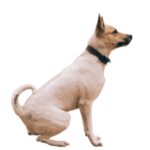 Made exclusively from grass-fed goat tripe for limited ingredient diets