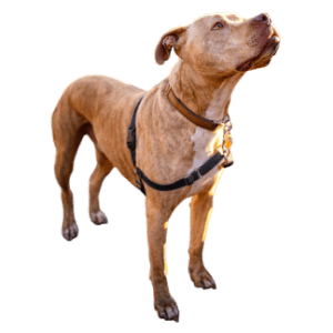  Reduces inflammation and supports mobility