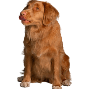 Supports fat breakdown and absorption in the digestive tract